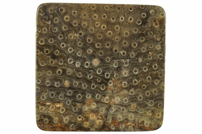Polished Fossil Rugose Coral Slab - Morocco #260020